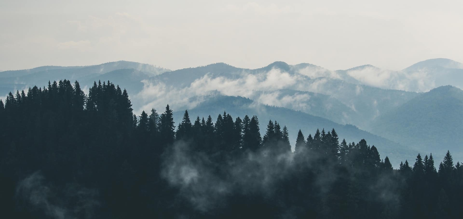 Wald, und Berge in Nebel und Wolken